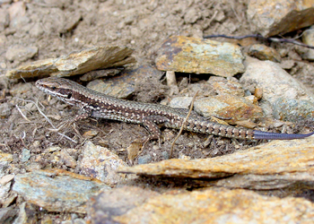 Mauereidechse (Podarcis muralis) - © Gernot Kunz
